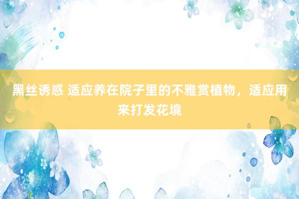 黑丝诱惑 适应养在院子里的不雅赏植物，适应用来打发花境